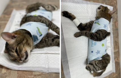 Новости по кошке Мире без задних лапок: поставлен шокирующий диагноз