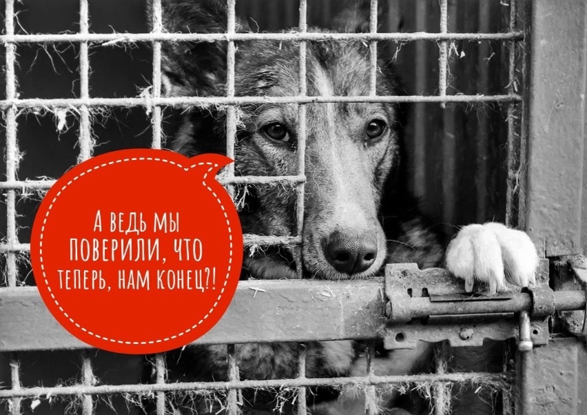 На аренду сбор провалился, как и на корм! Мы в отчаянье, обращаемся к подписчикам!