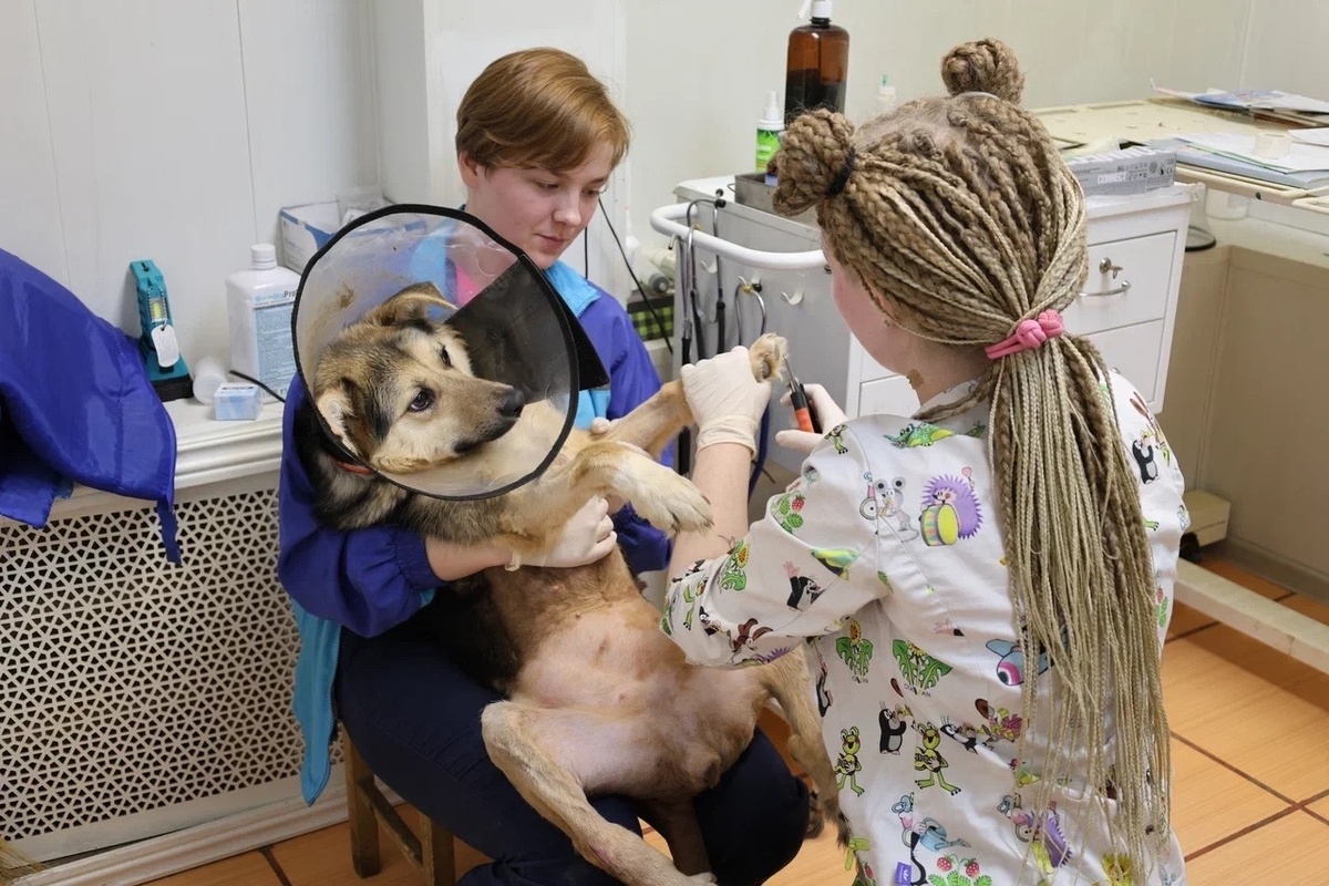 Приют-хоспис ЧАСТНЫЙ и госуджарство не помогает нам, платить за аренду нечем!