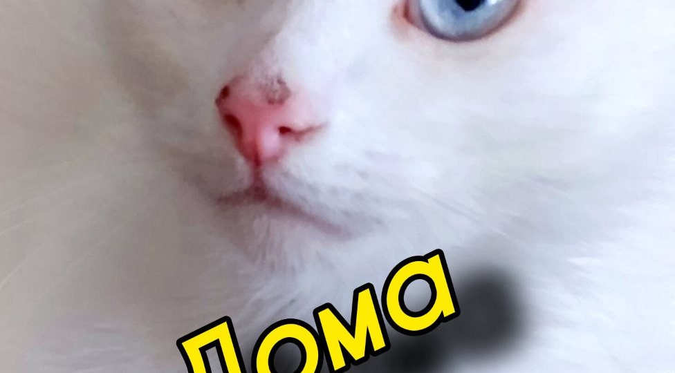 Дома! Беляшик нашёл семью