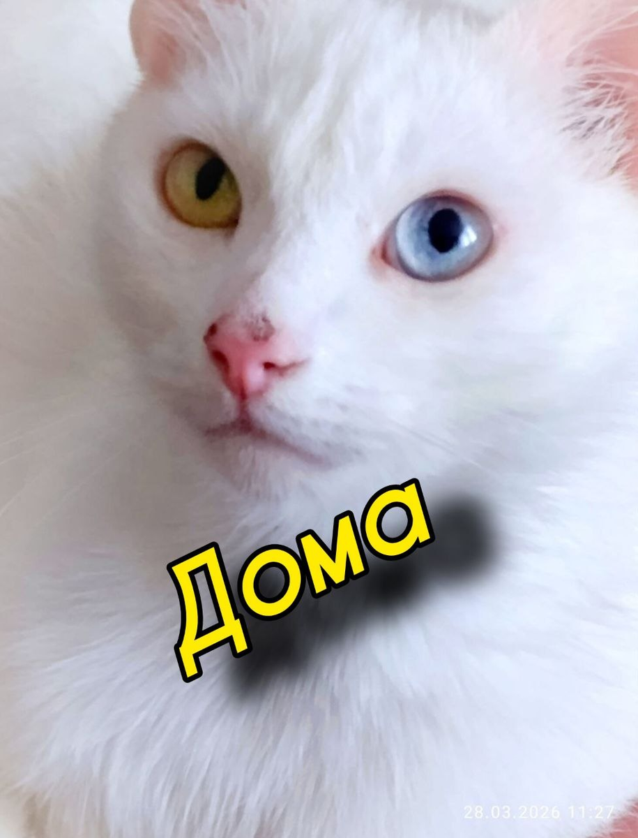 Беляшик дома