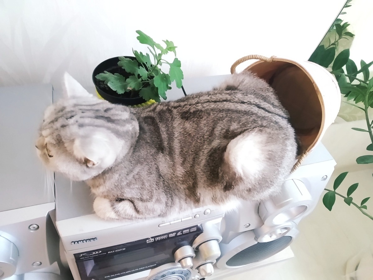 Буся в корзинке