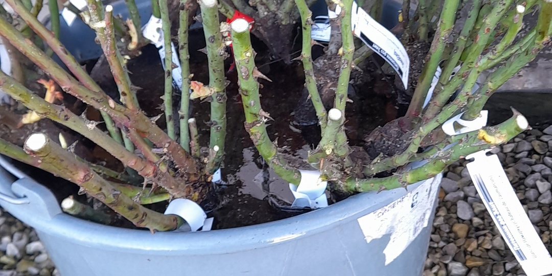 Распаковка саженцев роз.