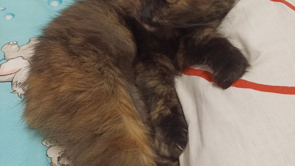 Матильда дома: Очереной хвостик приюта вытянул свой счастливый билетик