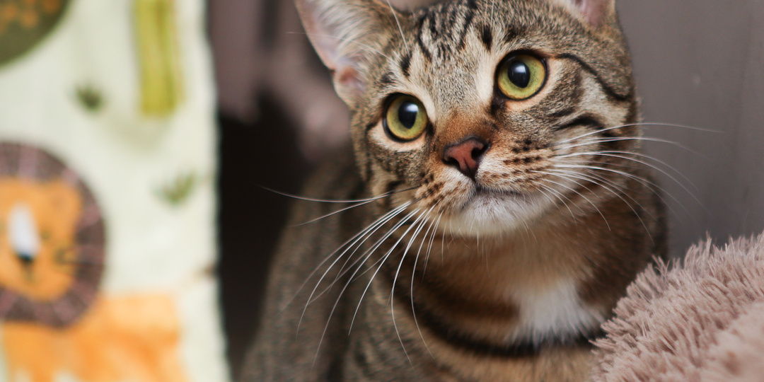 Нежный принц Тёма. Кот, которого нельзя обижать. Вообще