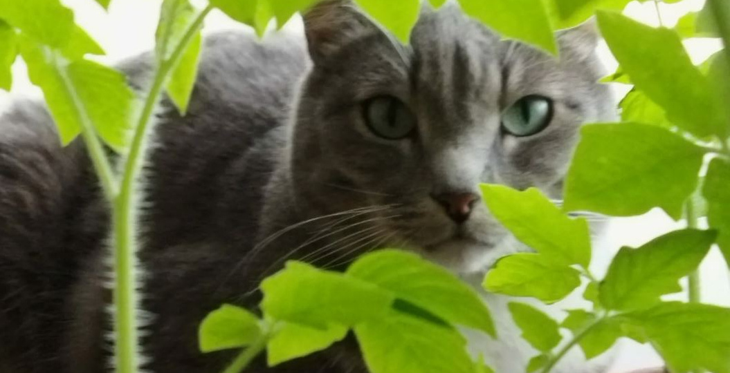 Почему кошка ест рассаду (и как я перехитрила свою пушистую террористку)