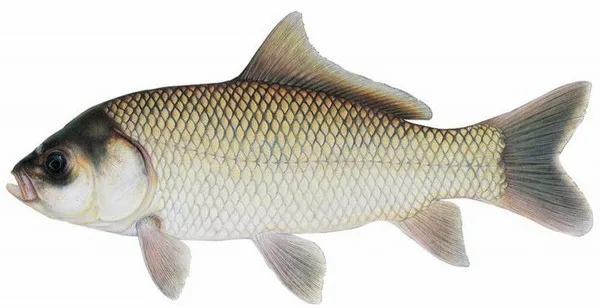 Большеротый буффало.