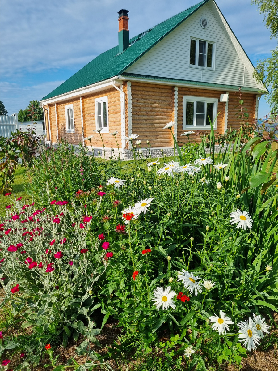 Клумба, на которую я смотрю.из окна кухни, растила георгины и гладиолусы, ромашки и ирисы, теперь будет довольствоваться гейхерами и очитком видным.