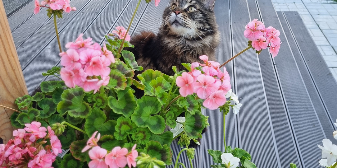 Нюансы деревенского ландшафтного дизайна. Что интересного мы сделали прошлым летом. Прудик и сухой ручей.