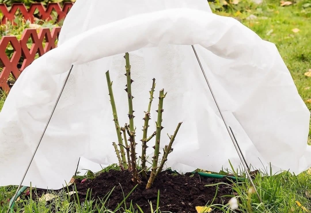 Открыть розочки вовремя - самый ответственный момент весной