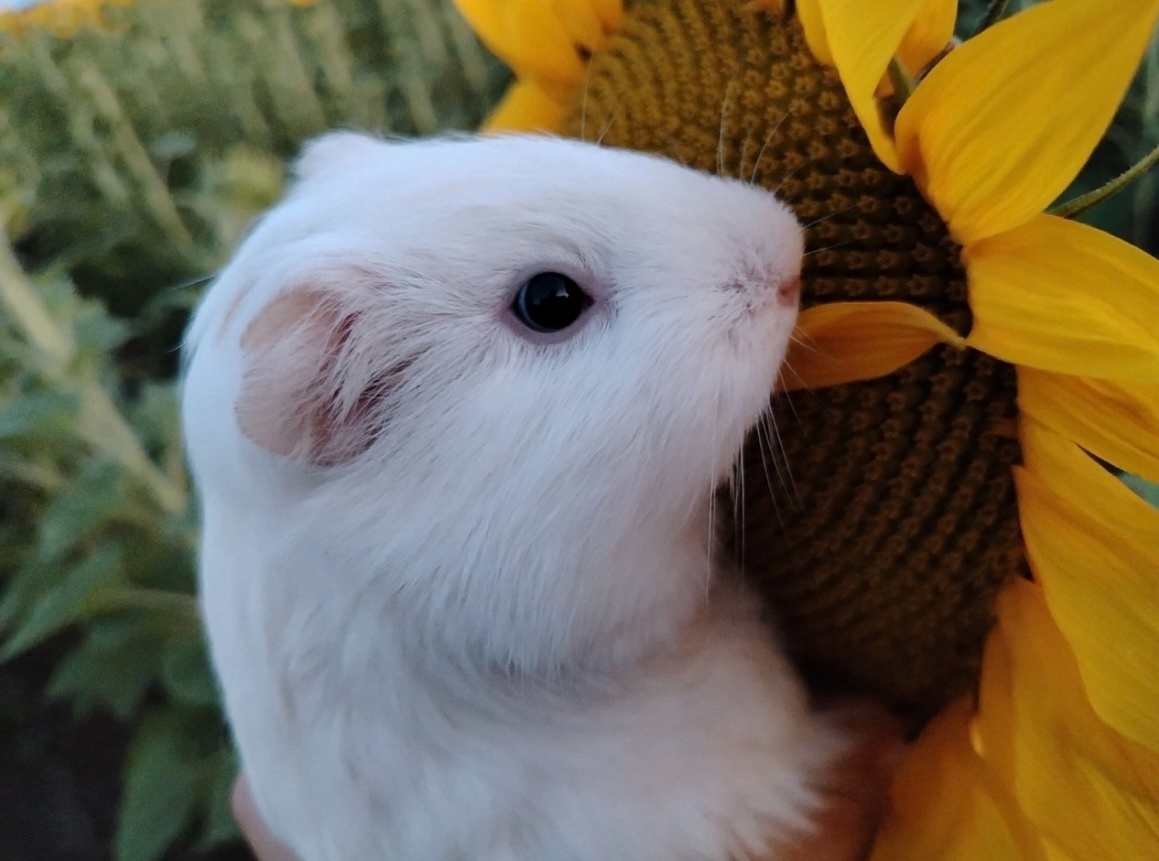 Морская свинка.