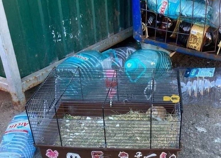 Покрасить слона, сняться с лемуром, выбросить хомяка на помойку