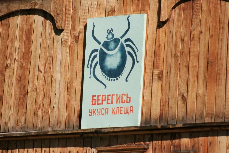    Пик активности клещей еще ожидает регион Олег УКЛАДОВ
