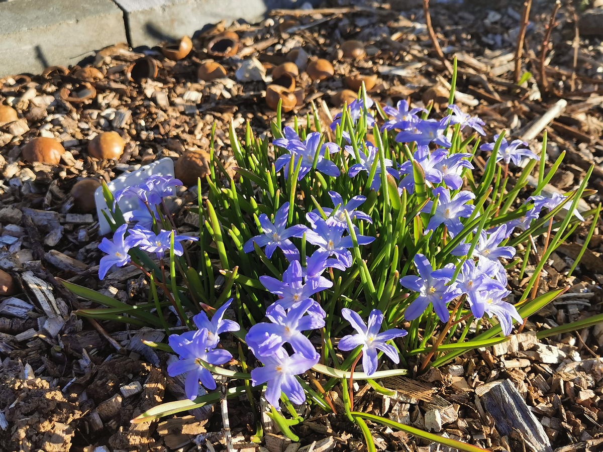 Хионодоксы люцилии - перетряхивала всю куртинку в прошлом году, поэтому цветение скромное