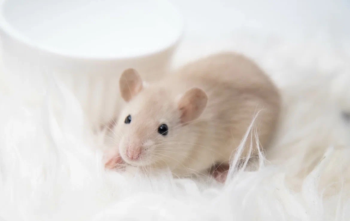 Крыска - малышка