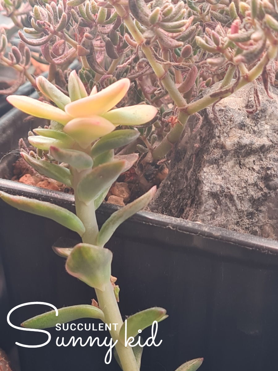  Echeveria Hanaikada Variegata