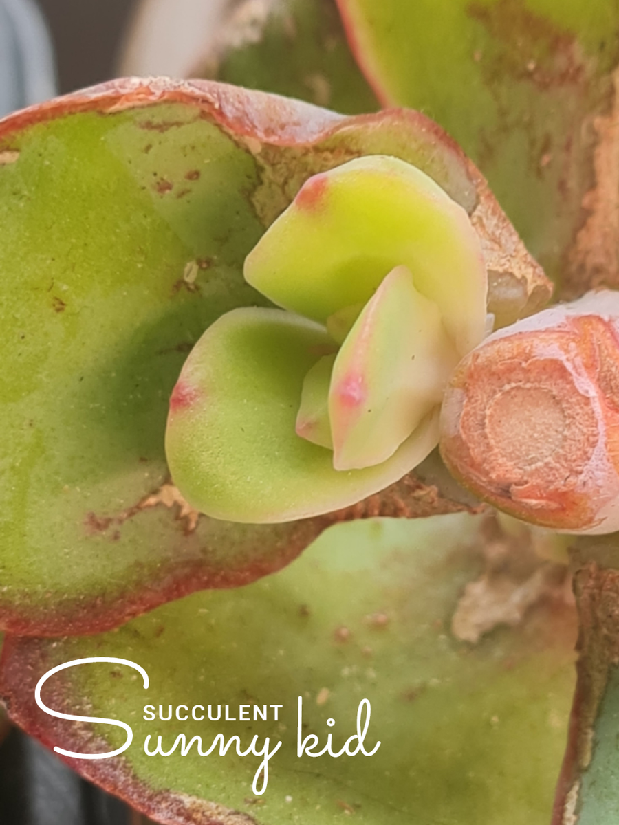 Echeveria Pallida 