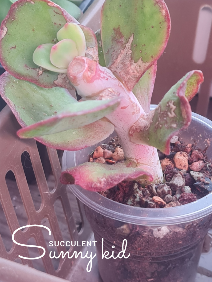 Echeveria Pallida 