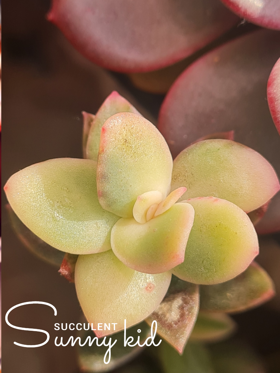  Echeveria Hanaikada Variegata
