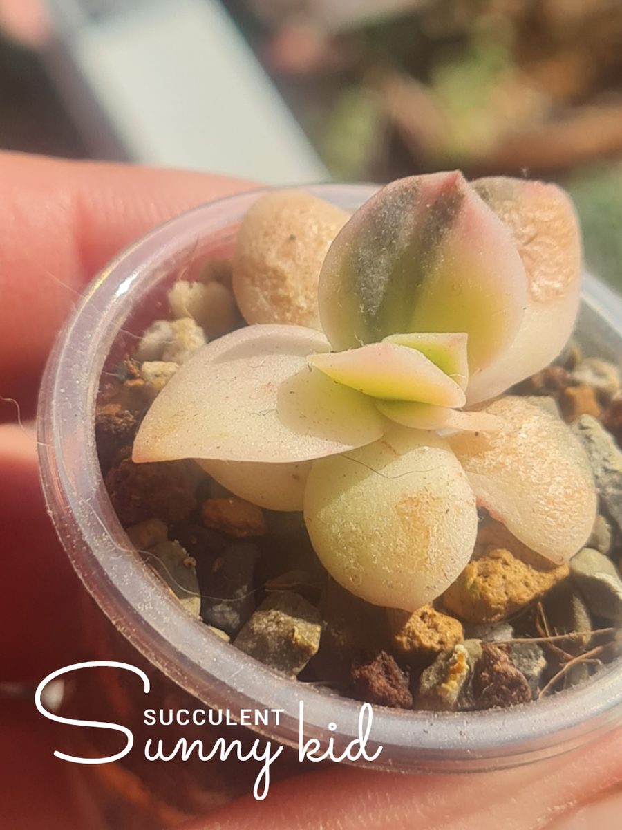 Echeveria Hanaikada Variegata