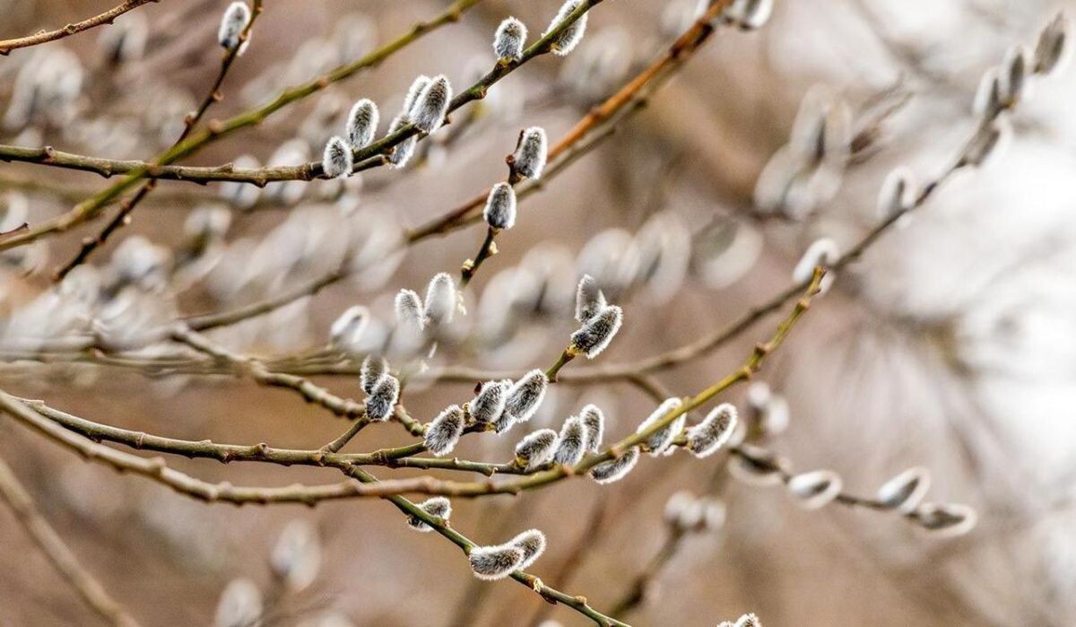     Верба. Источник: mos ru Автор фото: Пресс-служба Мэра и Правительства Москвы