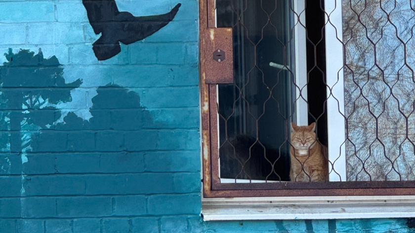    Фото: progorod43.ru