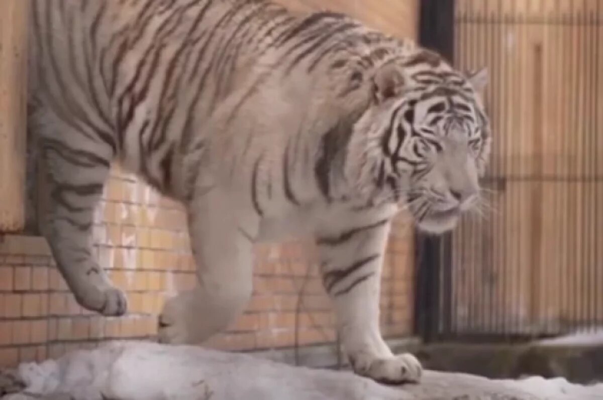    В Новосибирском зоопарке показали прогулку белого тигра