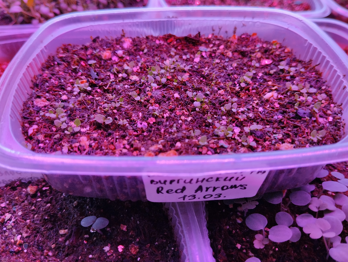 Всходы вероникаструма - не крупнее частичек агровермикулита