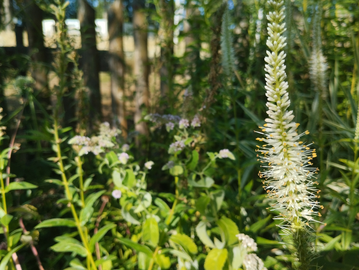 Вероникаструм виргинский 'Alba'