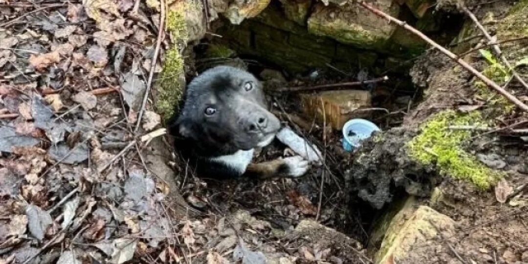 Обездвиженную собаку спасают псковские зоозащитники