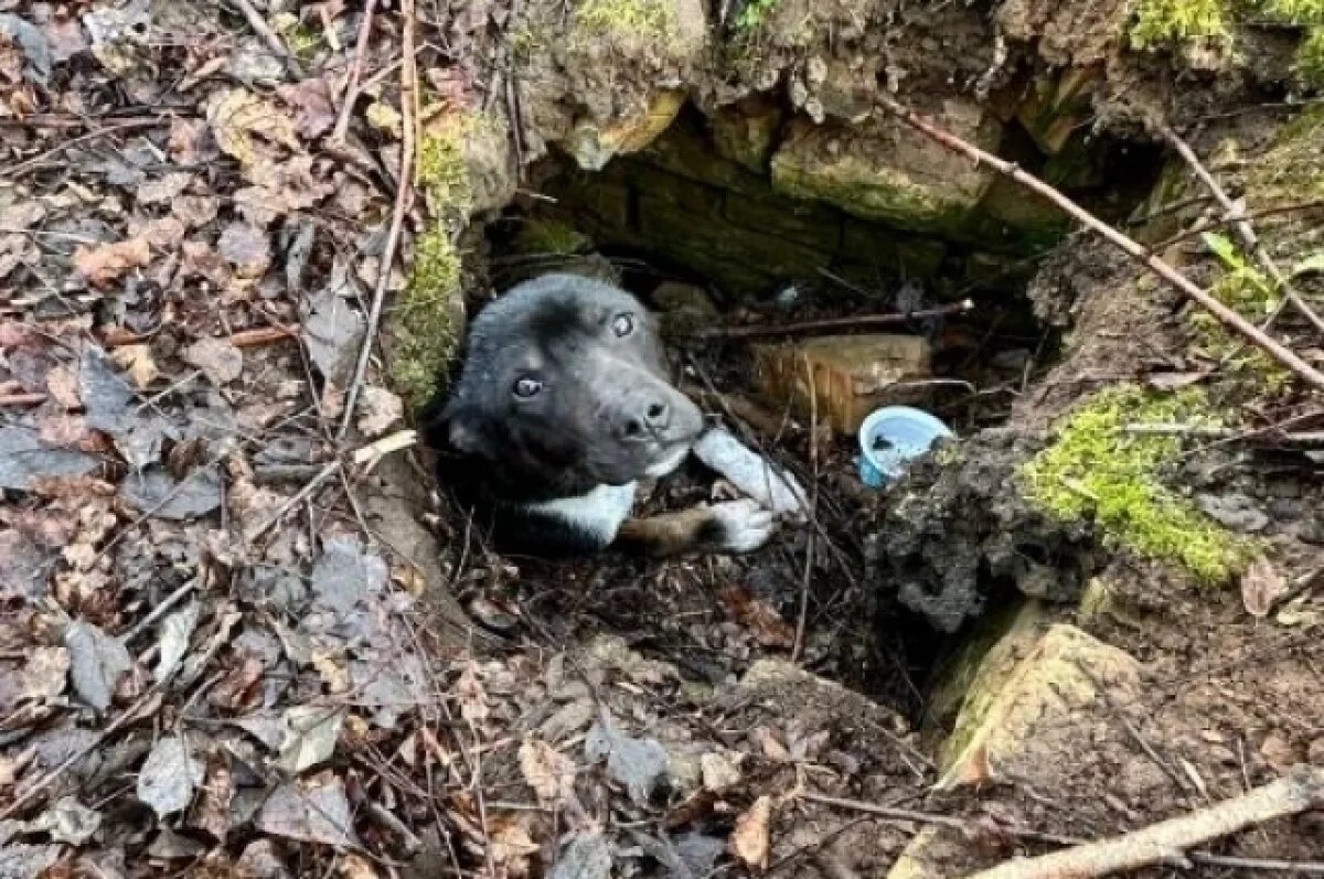    Обездвиженную собаку спасают псковские зоозащитники