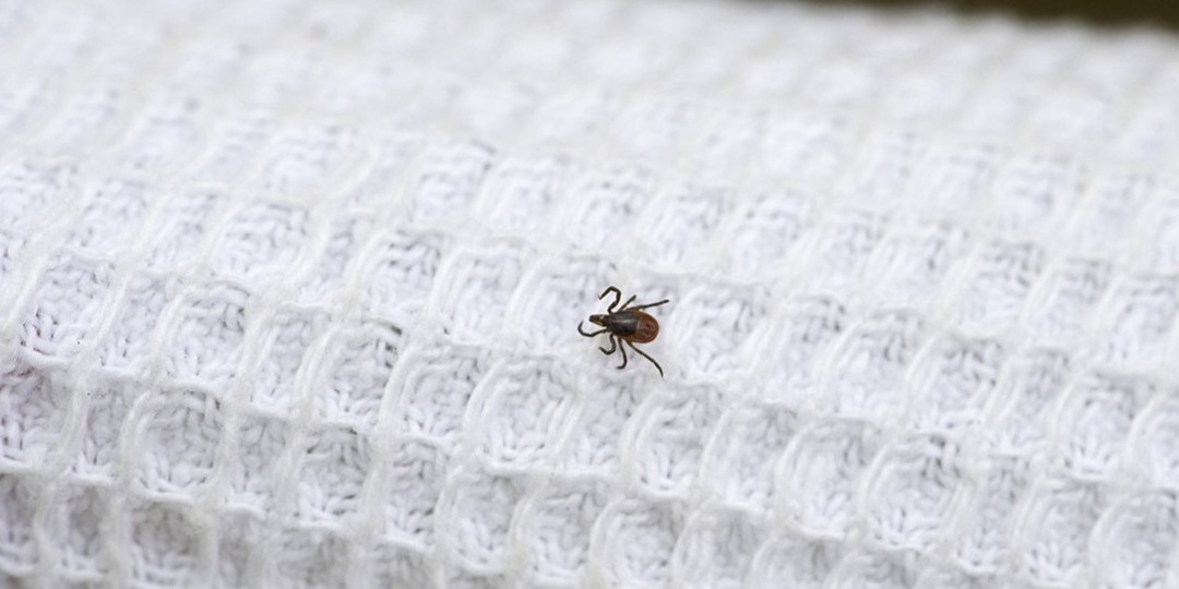 Веду защиту от клещей на участке 4 года. Расскажу, какие 5 методов реально работают