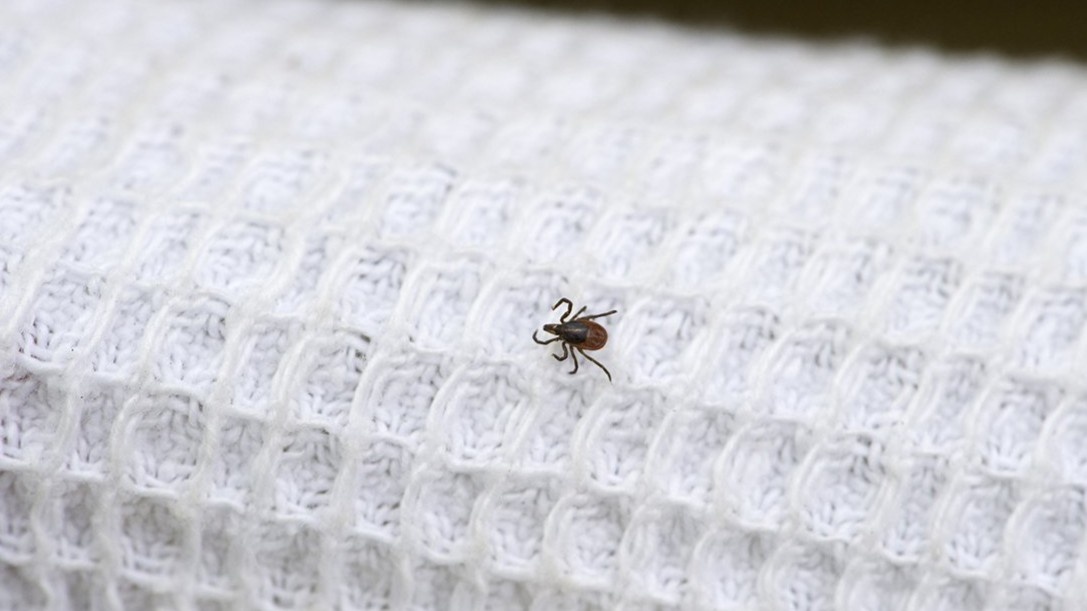 Вот так выглядит находка после прогулки по участку у леса