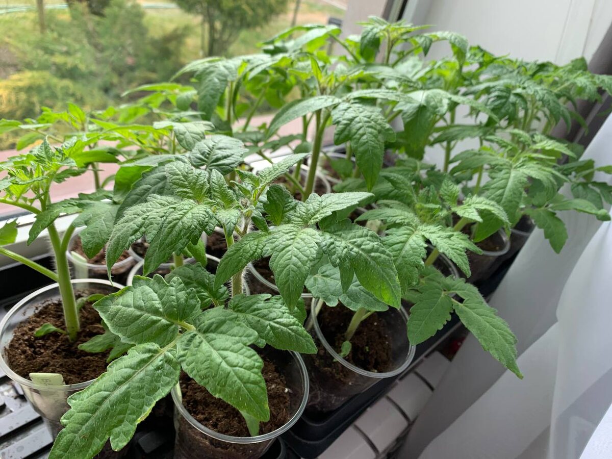 Рассада томатов. Фото автора