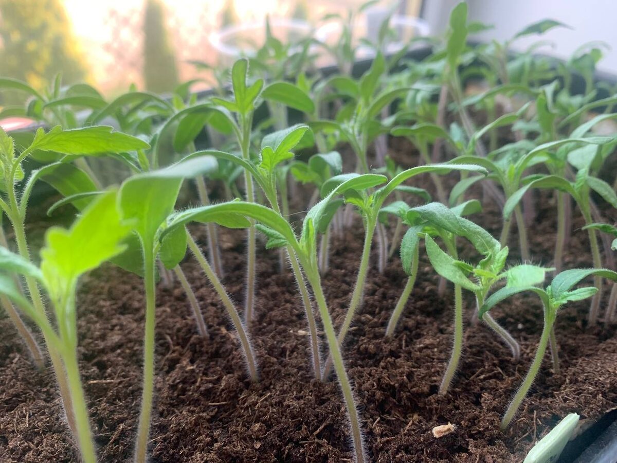 Посев в общую плошку. Фото автора