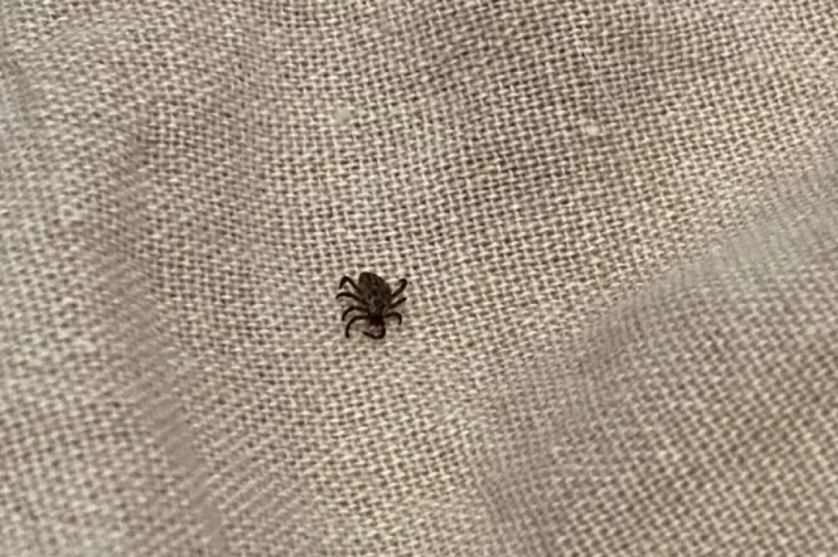    Уже 18 человек пострадали от присасывания клещей на Алтае