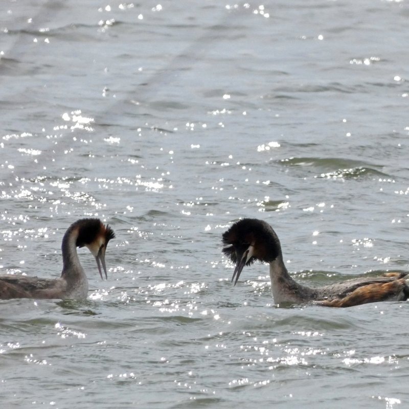     © фото - ВК Птицы города Курска, Павел Кудрин