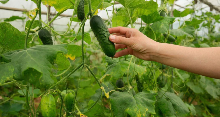 Жалею, что раньше не знала про этот сорт огурцов — одни плюсы: мое неожиданное открытие