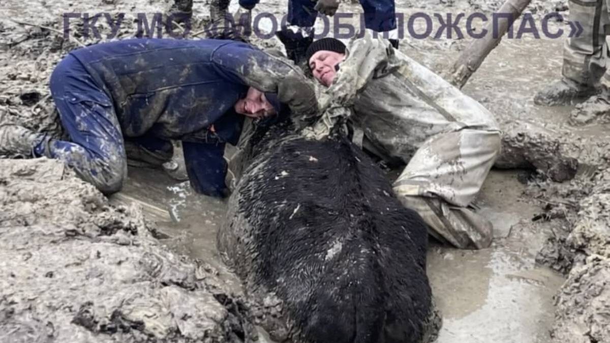    Фото: пресс-служба государственной противопожарно-спасательной службы Московской области «Мособлпожспас».