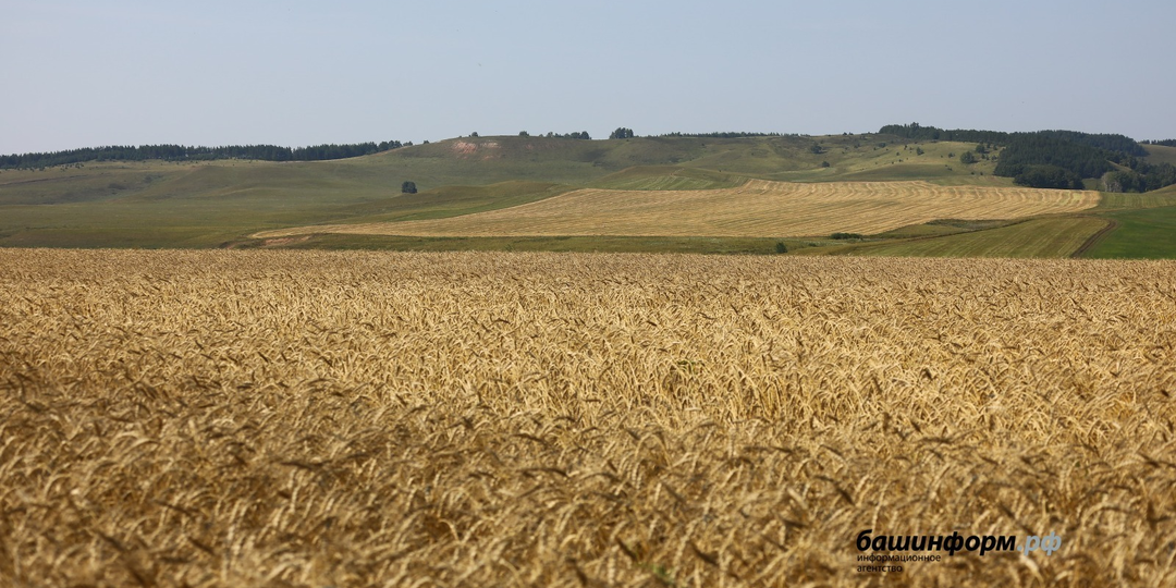 Башкирская пшеница востребована в Азербайджане