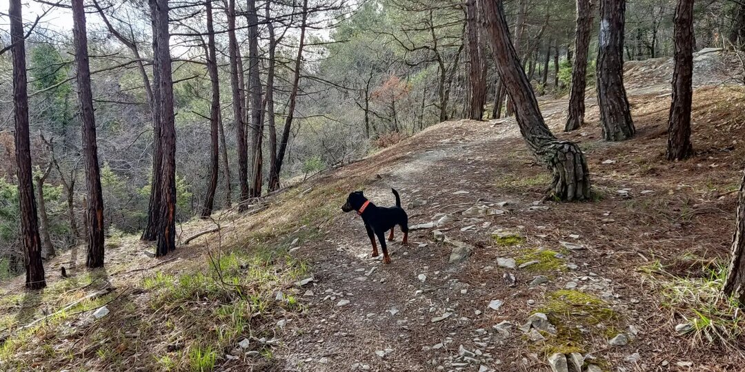 Признаки наличия незваных гостей внутри пушистого друга