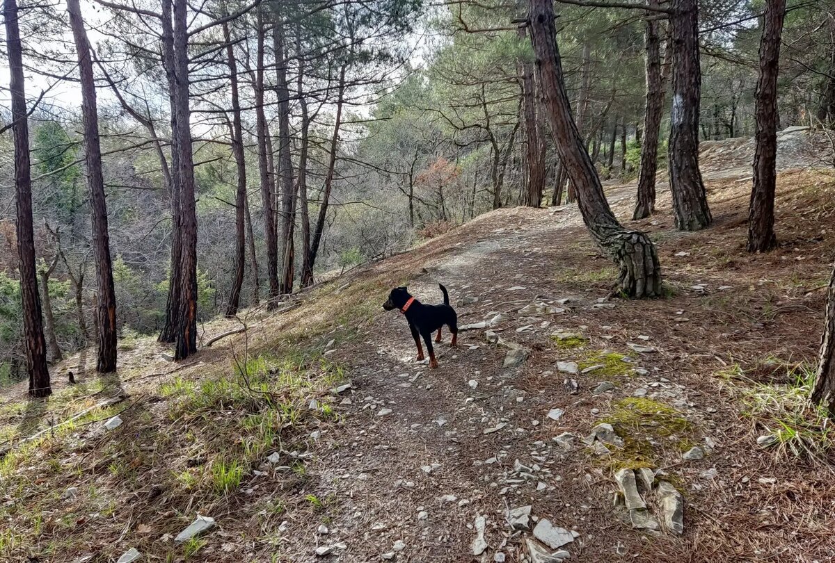 Признаки наличия незваных гостей внутри пушистого друга