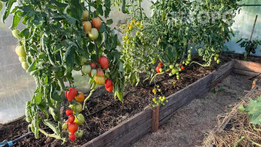    Фото: ПроГород