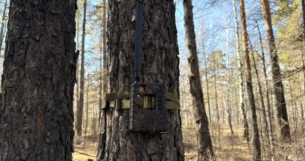 Более 1 тысячи фотоловушек установили в лесах Забайкалья для борьбы с поджигателями