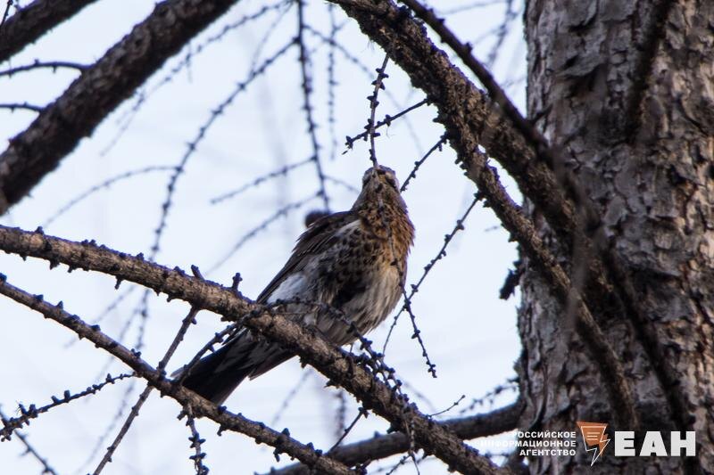    ЕАН. Птица в лесу