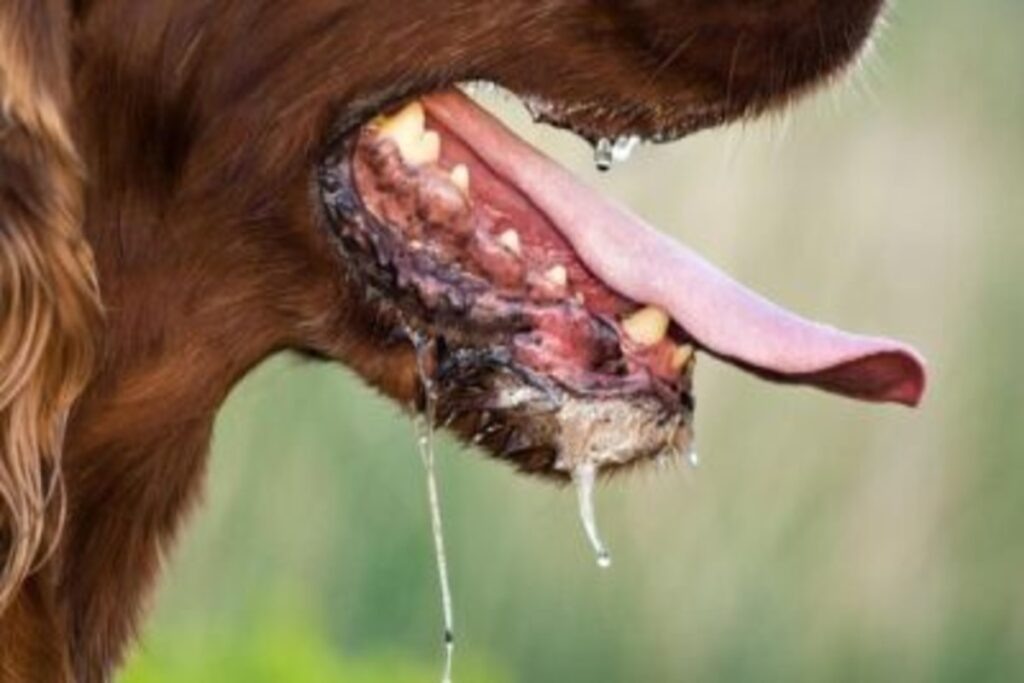    Фото: ветеринария.рф