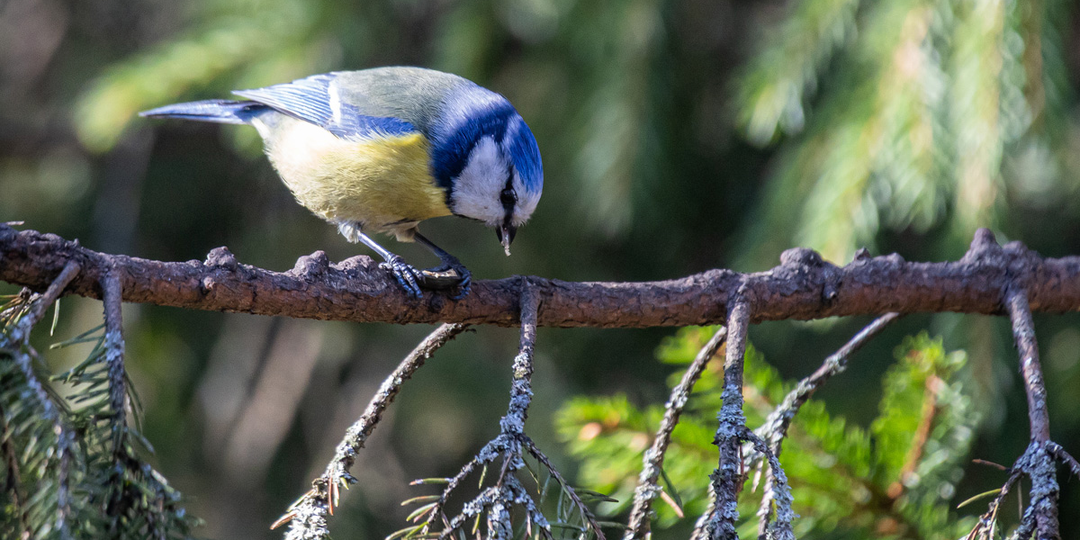 Поймал лазоревку
