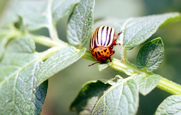 Игорь Зотин/ТАСС