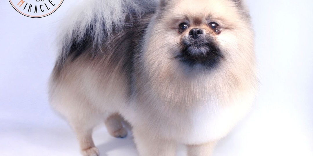 😸Шерсть на диване, на одежде, даже в чашке чая… Знакомо