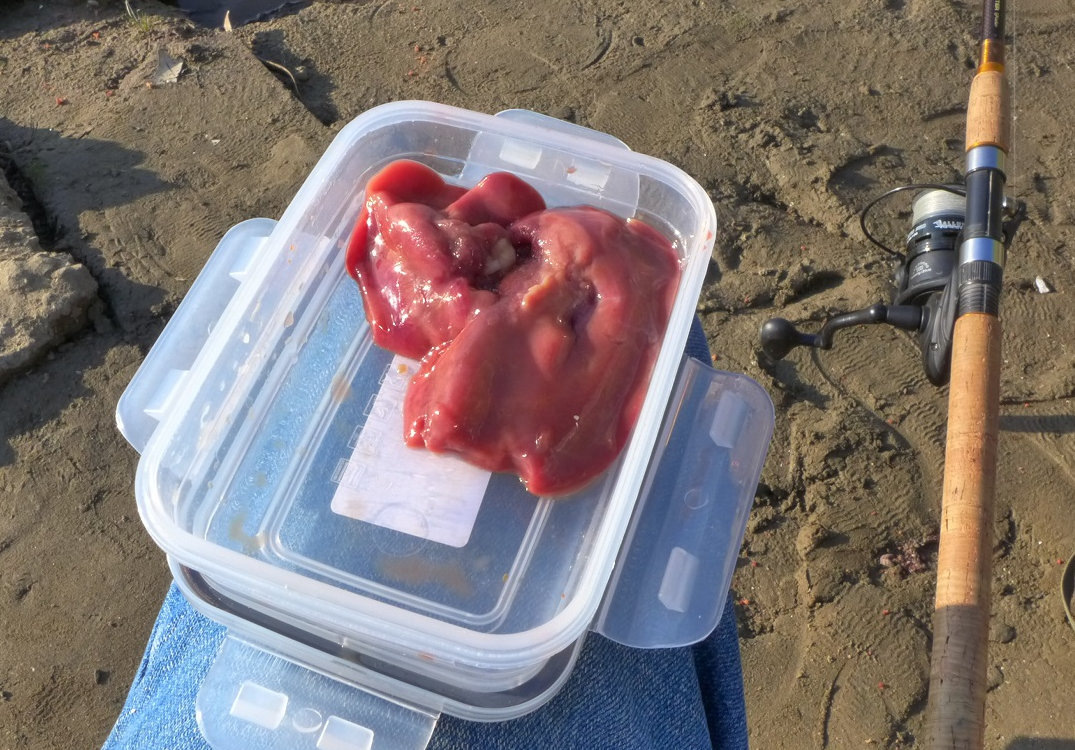 Куриная печень в качестве рыболовной насадки.